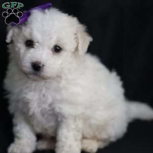 Bridget, Bichon Frise Puppy